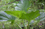 Skunk cabbage